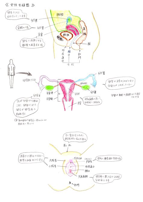 陰地位置|女性陰部解剖構造